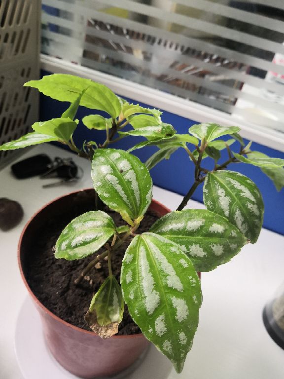 西瓜皮椒草