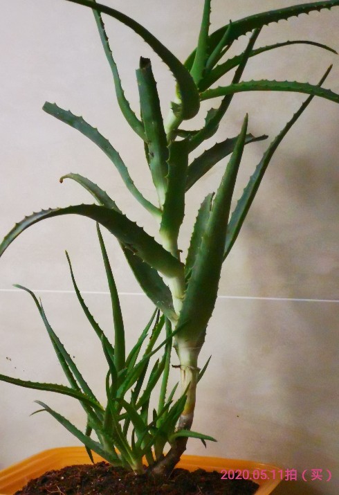 木立芦荟