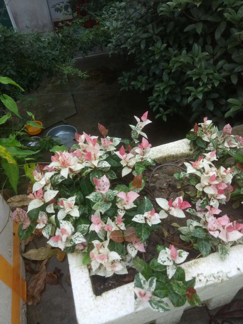 络石