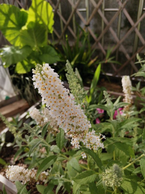 醉鱼草