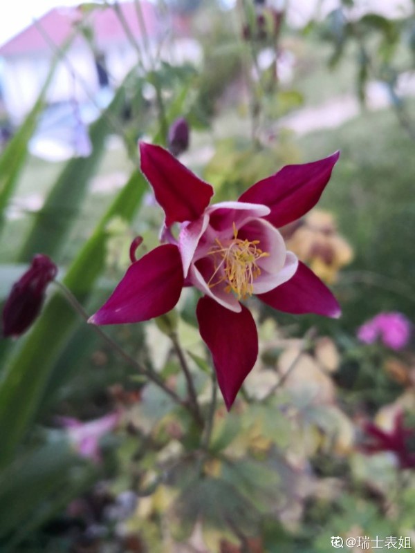 耧斗菜