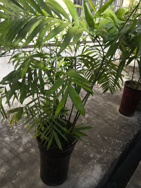 凤尾竹