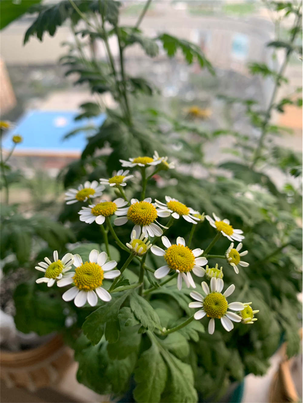 洋甘菊