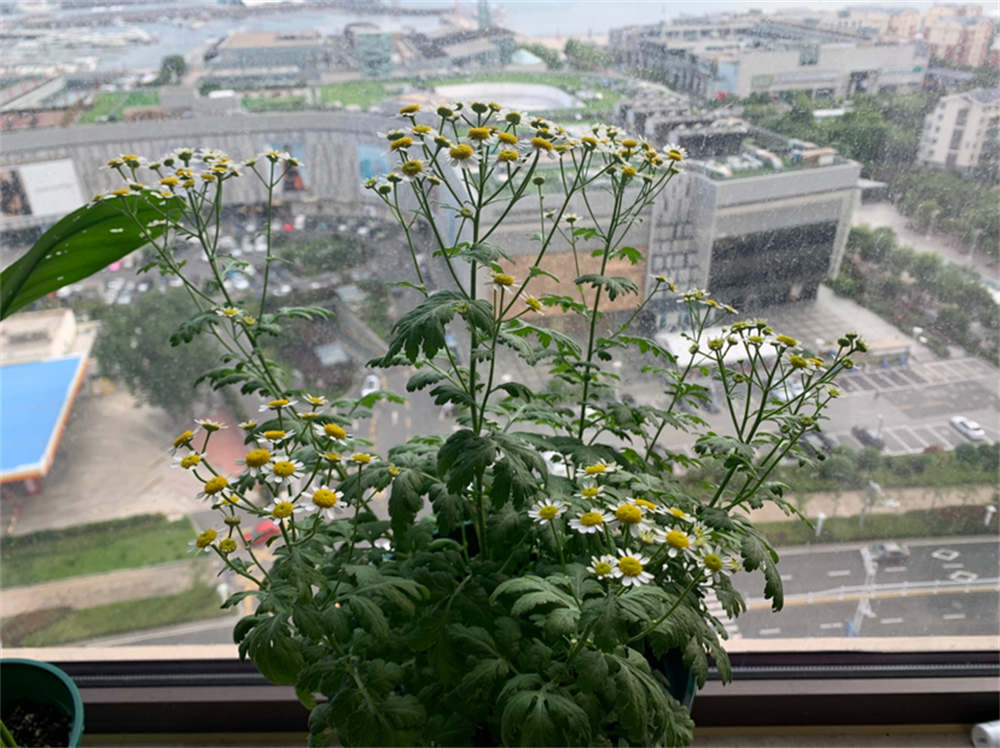 洋甘菊