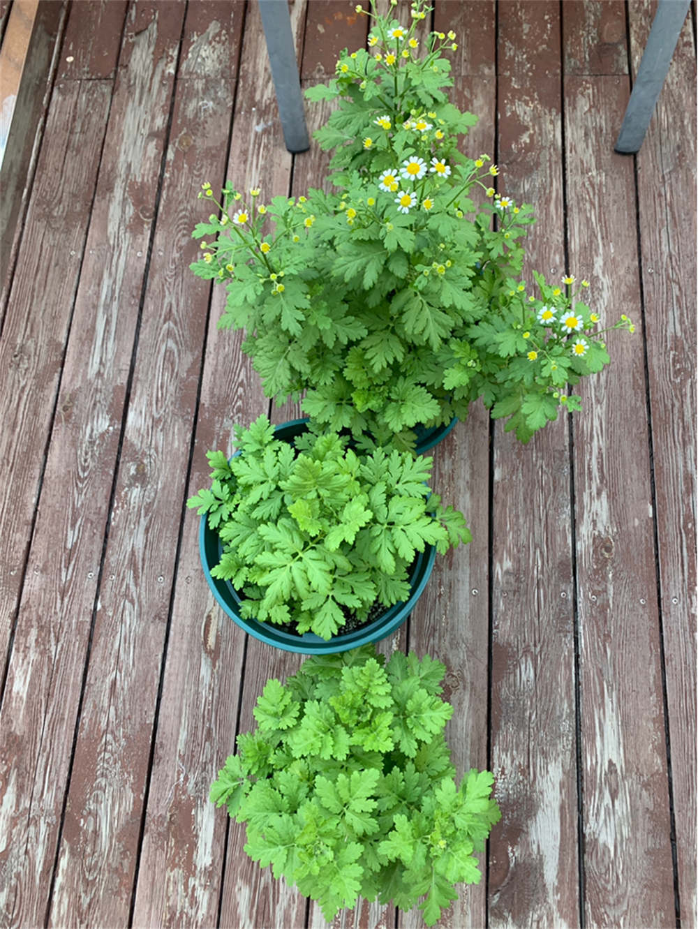 洋甘菊