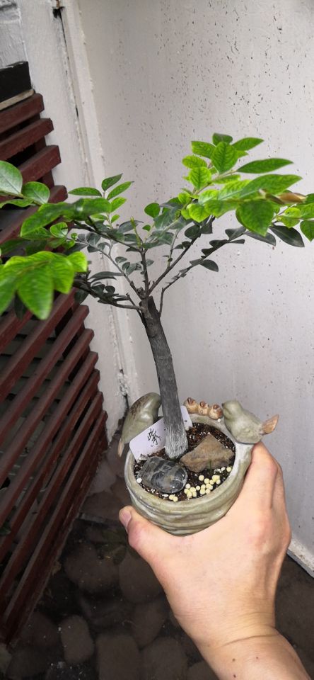 小叶紫檀