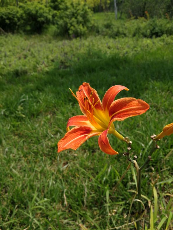 花卉