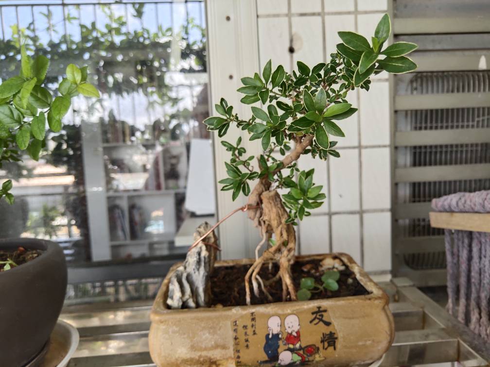 雀梅