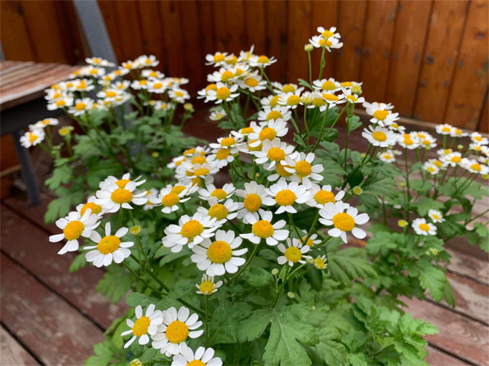 洋甘菊