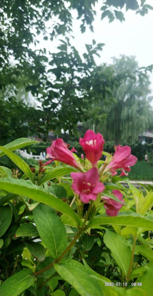 花卉