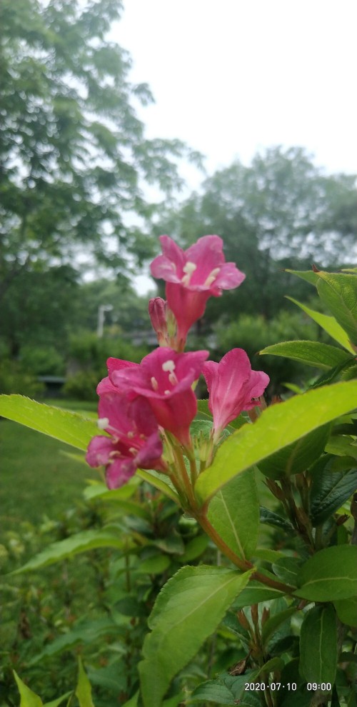 花卉
