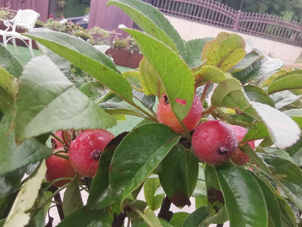 玫瑰