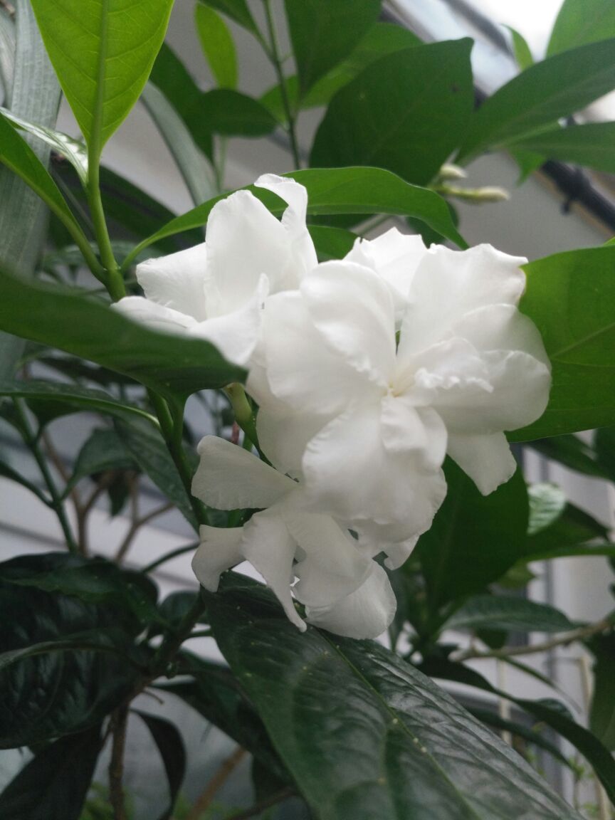 花卉