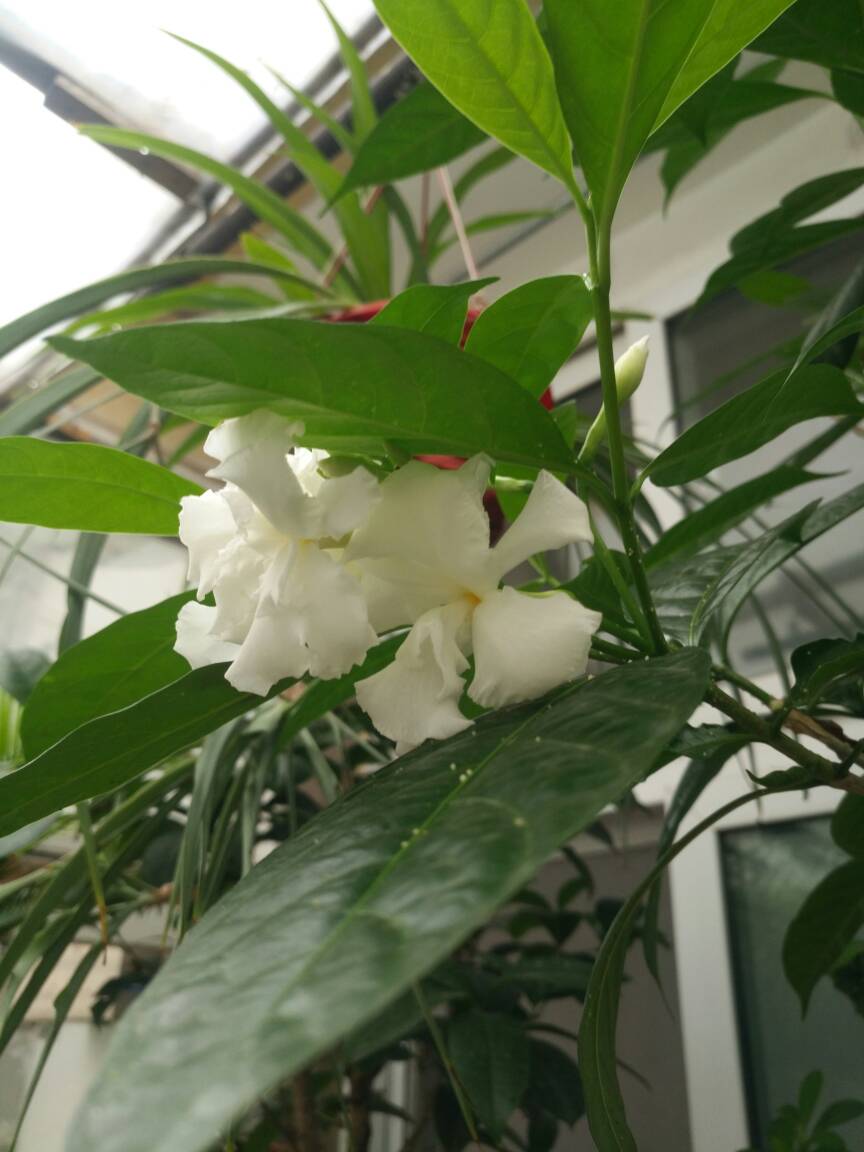 花卉