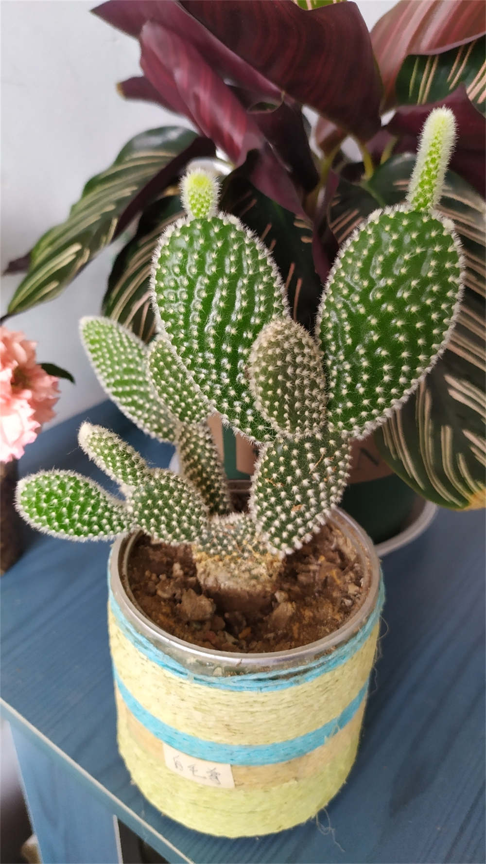 花卉