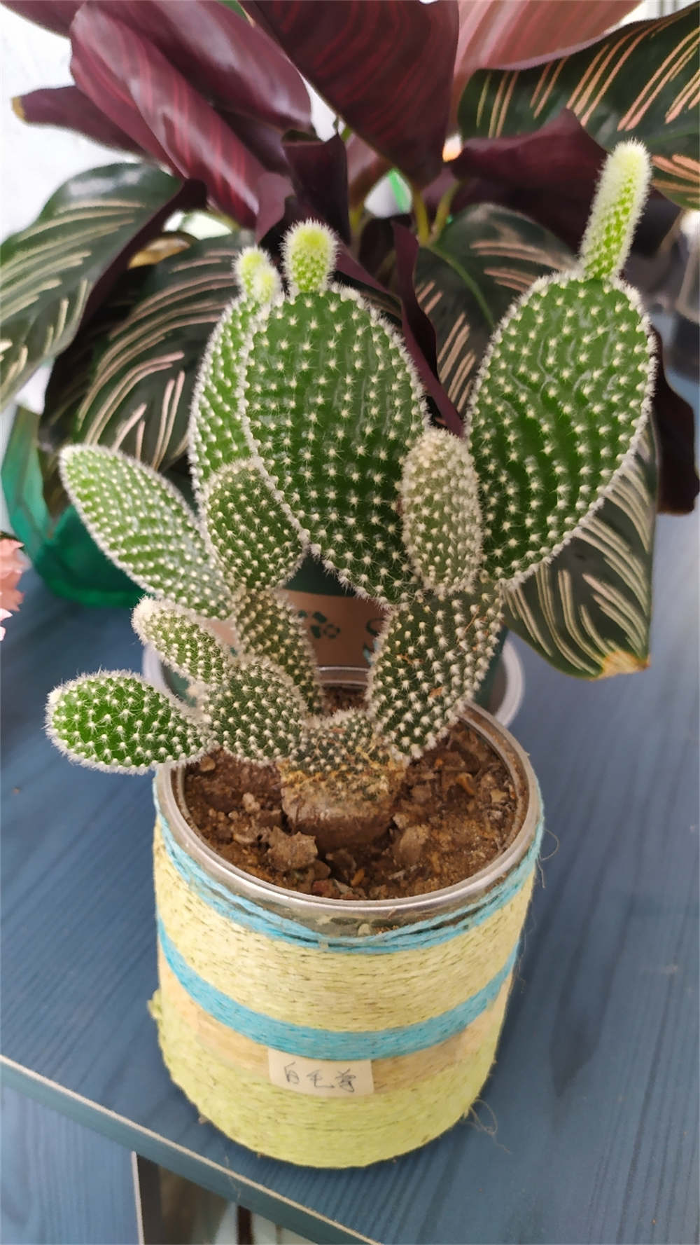 花卉