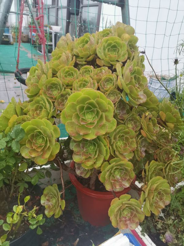 紫羊绒
