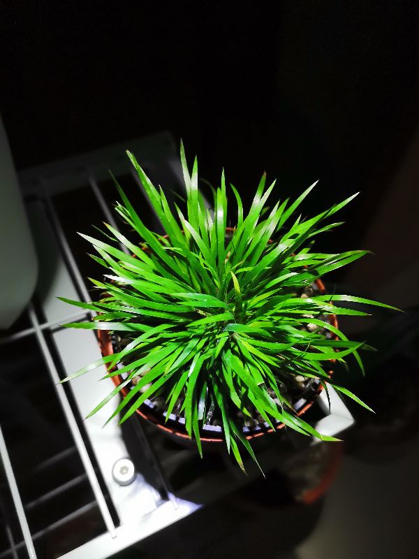 金钱菖蒲