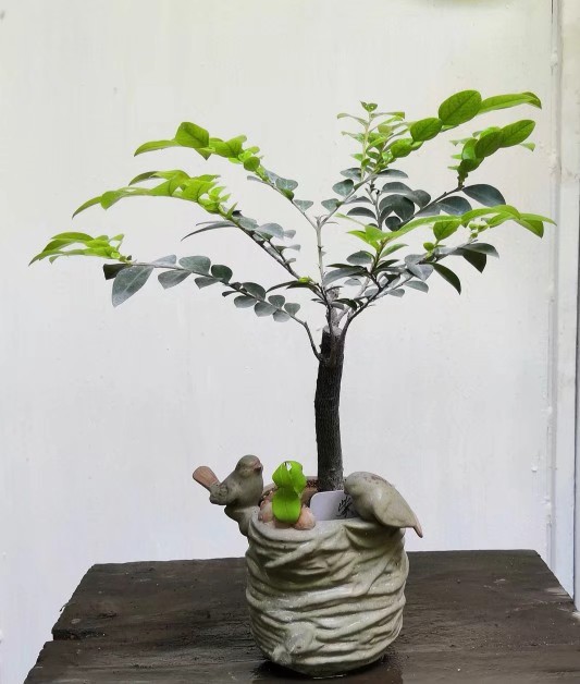 花卉