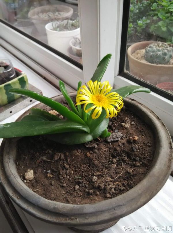 花卉