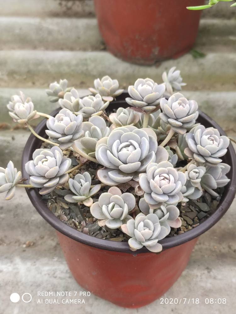 子持年华