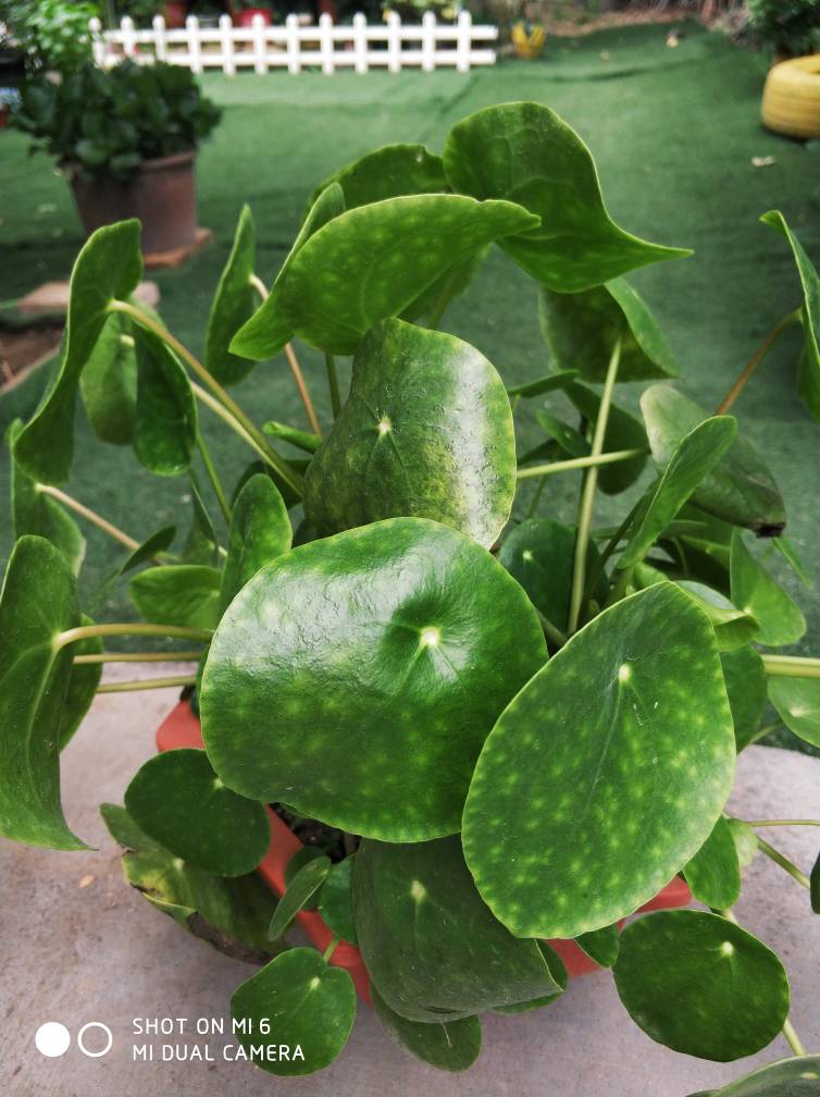 镜面草