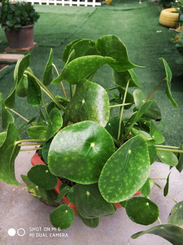 镜面草