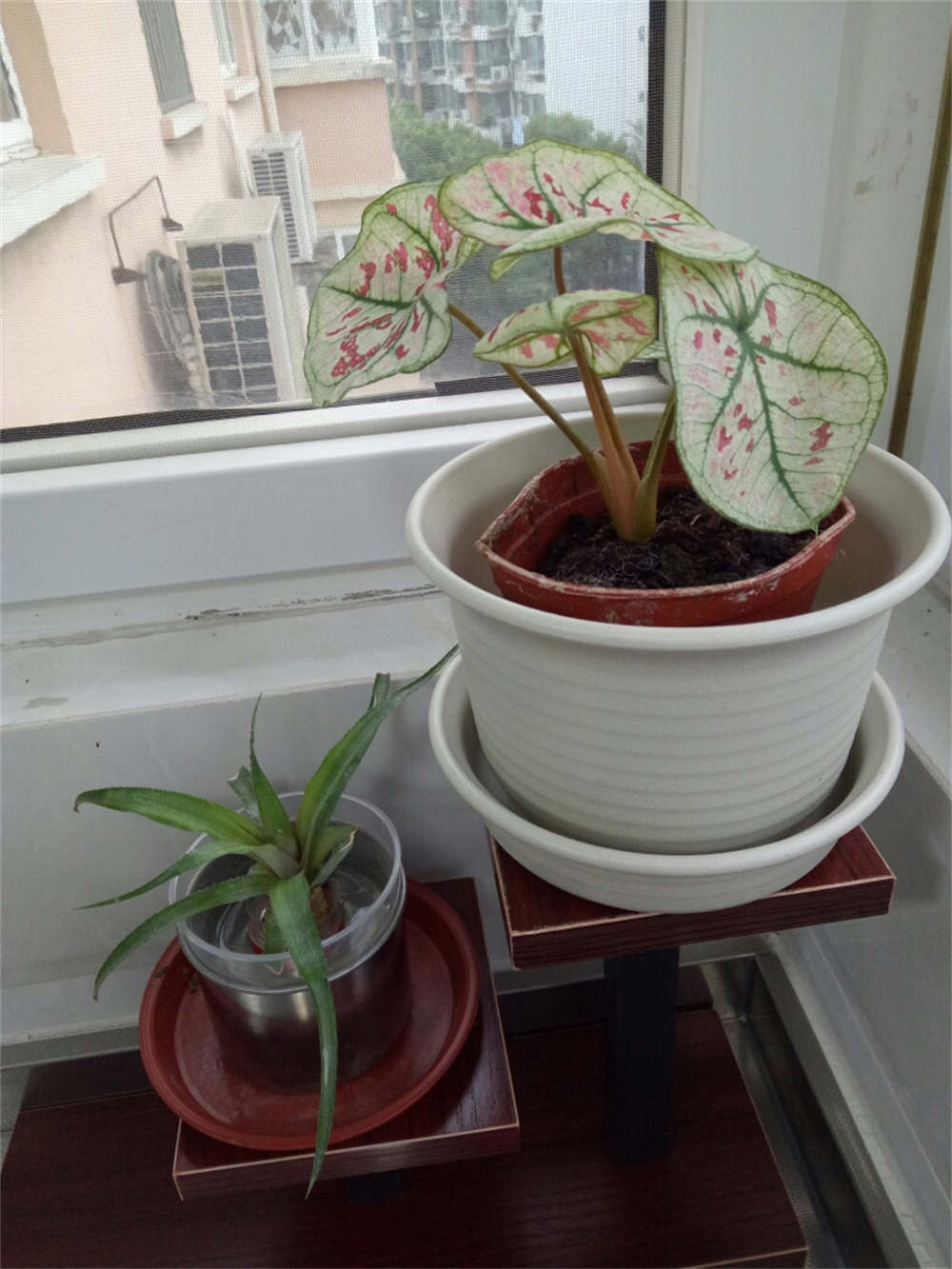 花叶芋