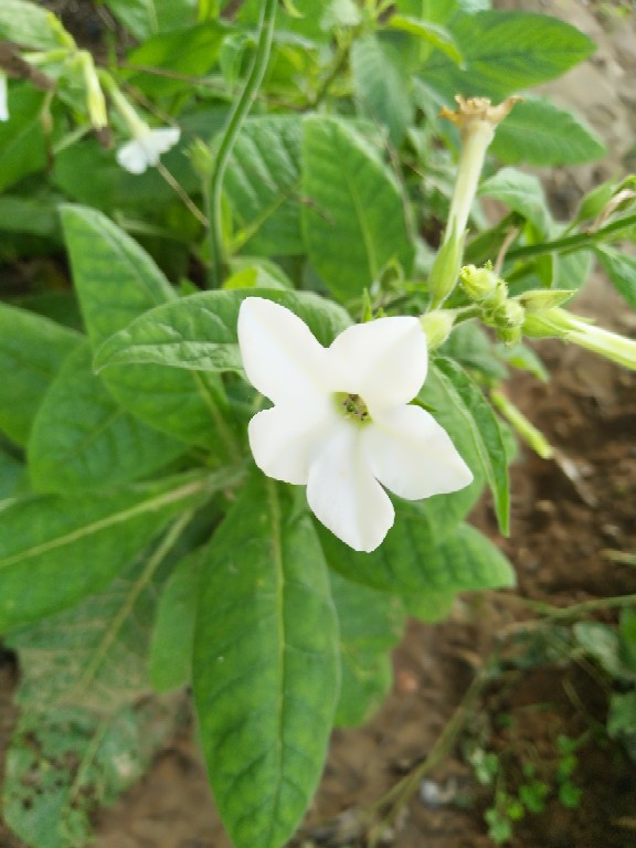 花烟草