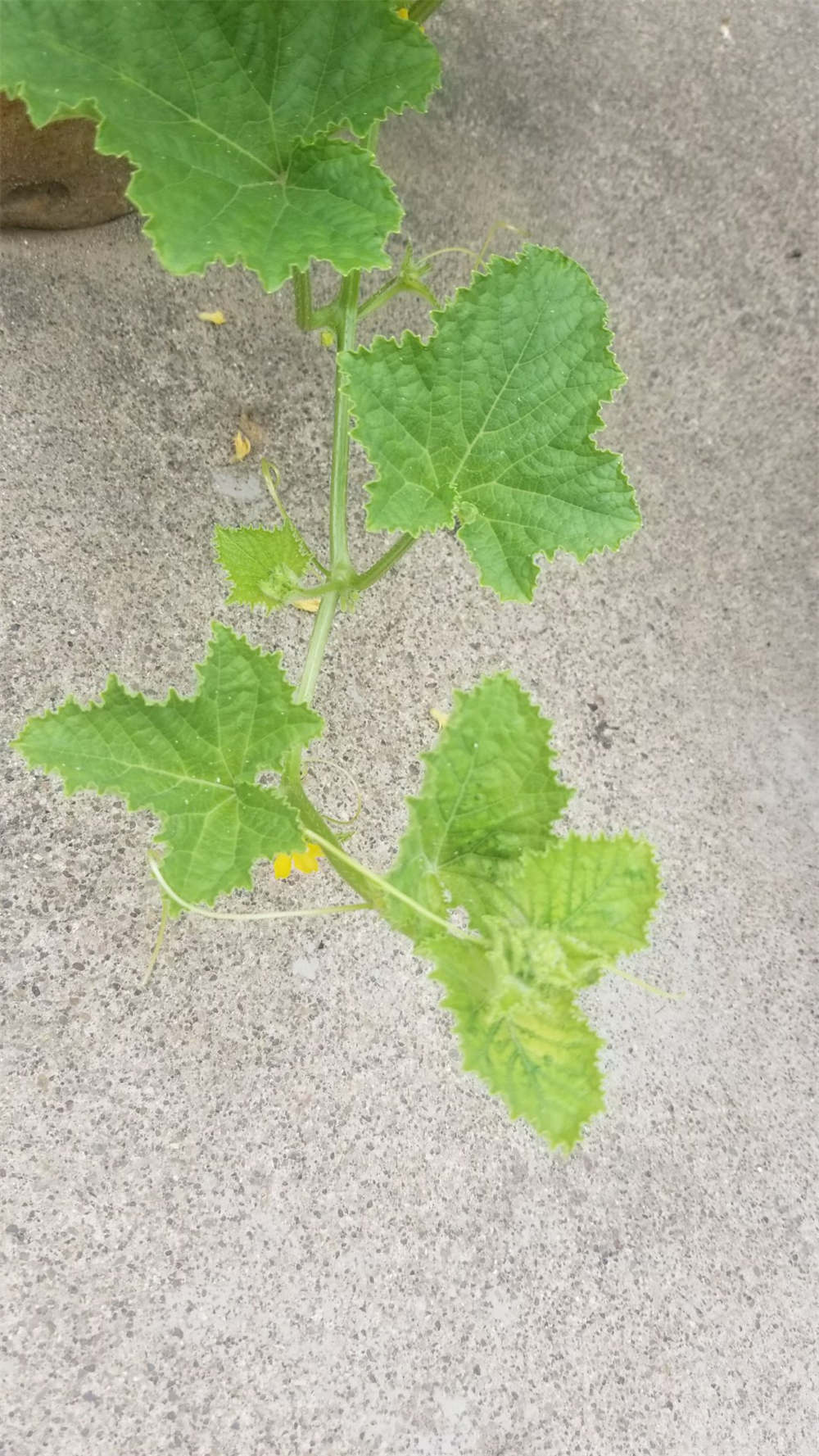 甜瓜