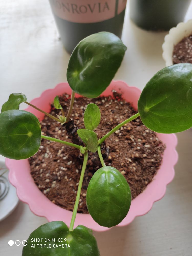 镜面草