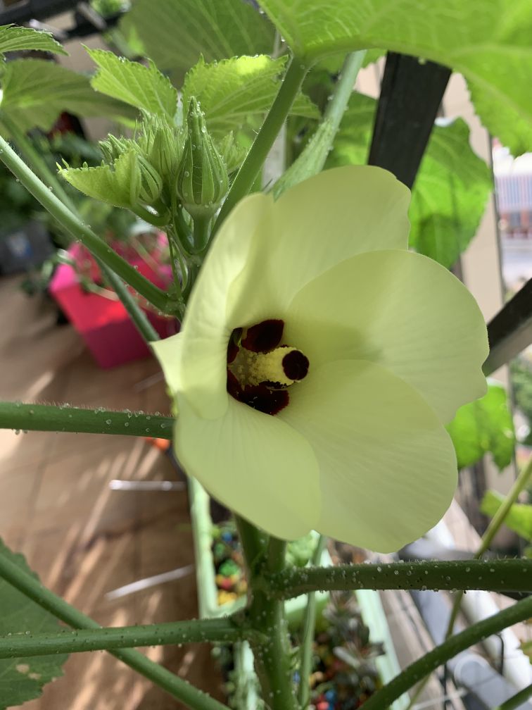 花卉