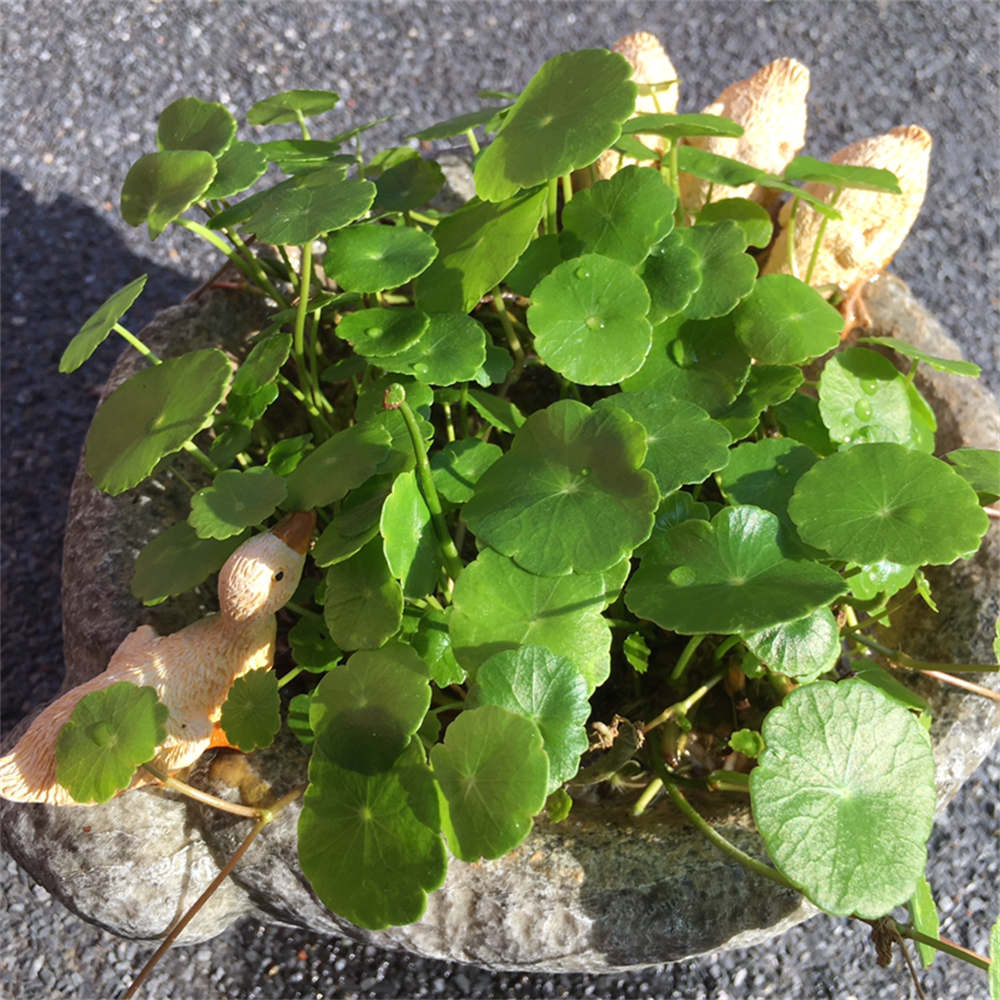 花卉
