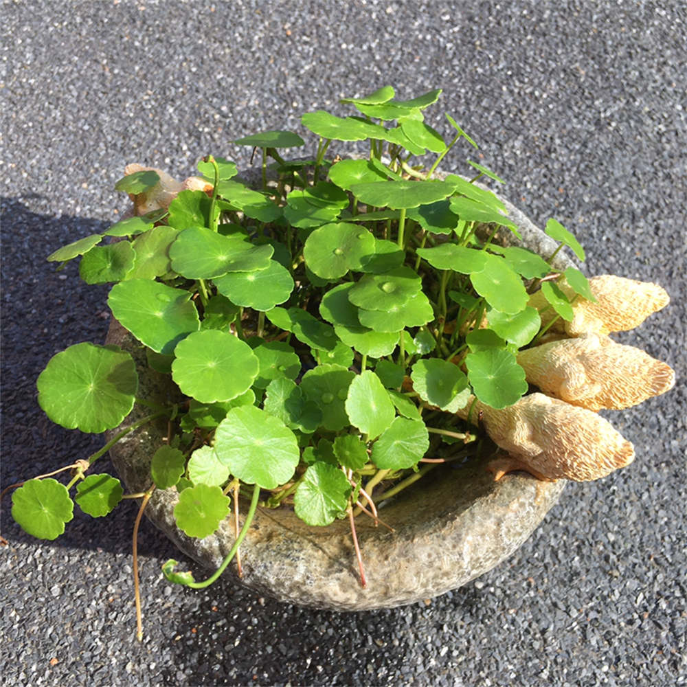 花卉