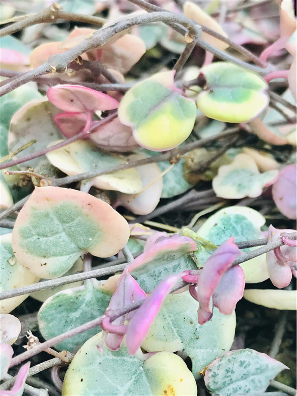 爱之蔓锦