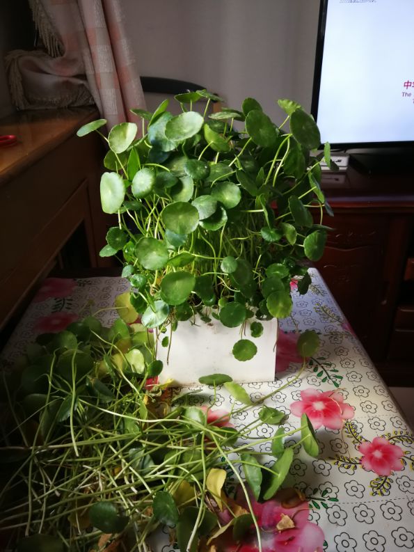 金钱草