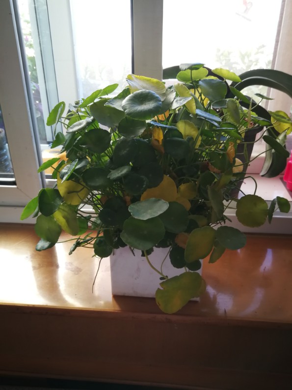 金钱草
