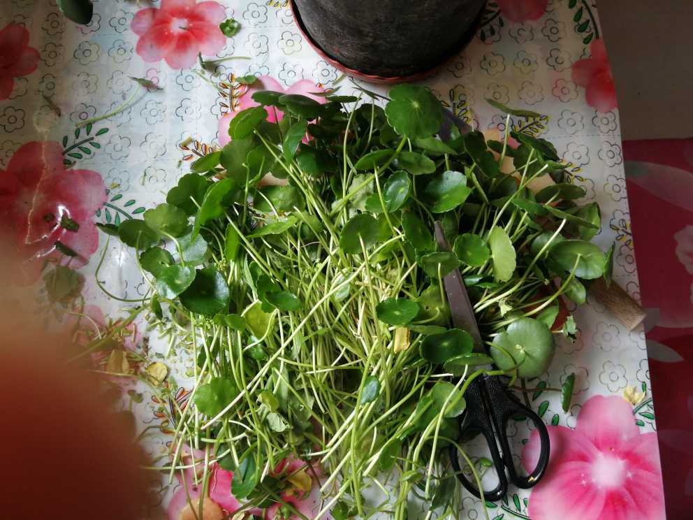 金钱草