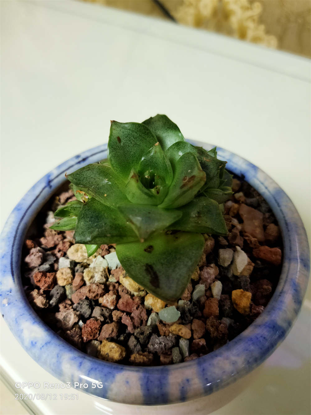 大和锦