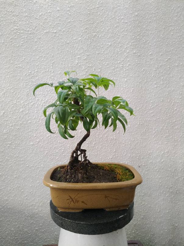 南天竹