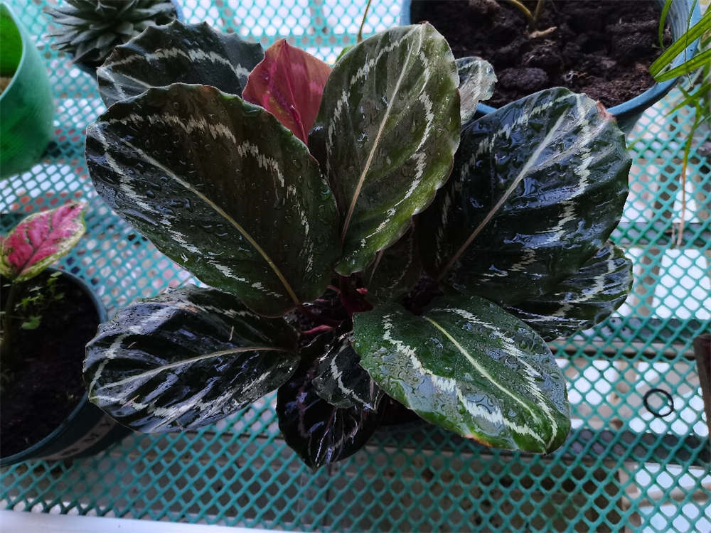 彩虹肖竹芋