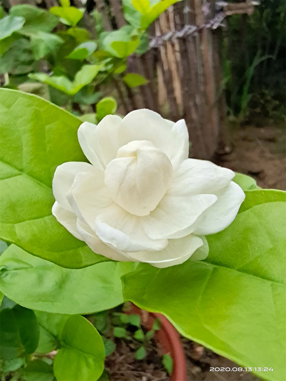 花卉