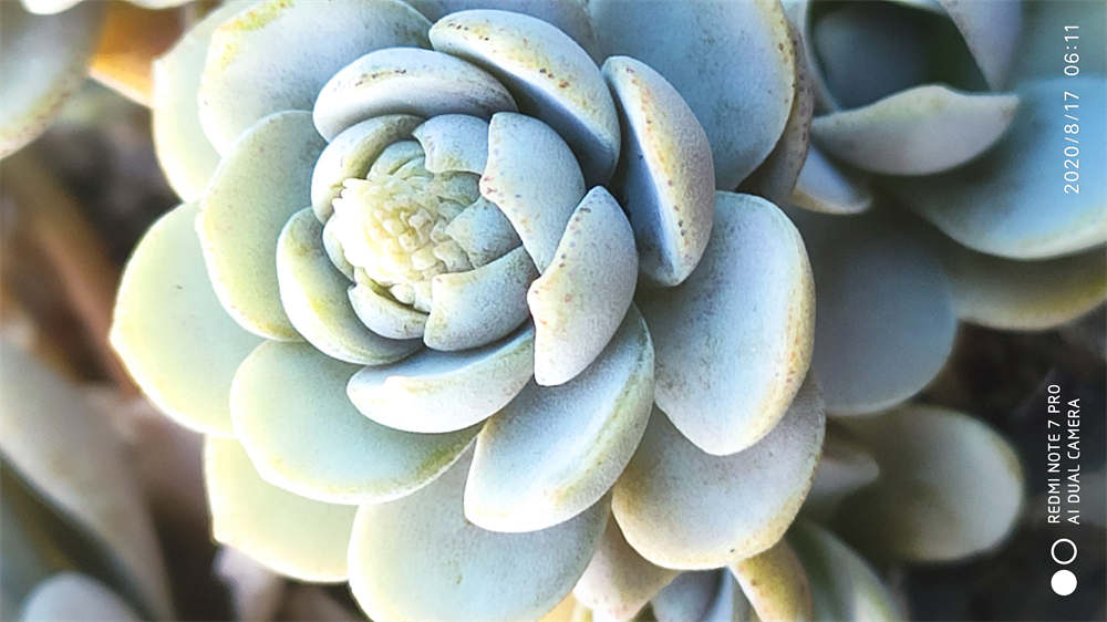 子持年华