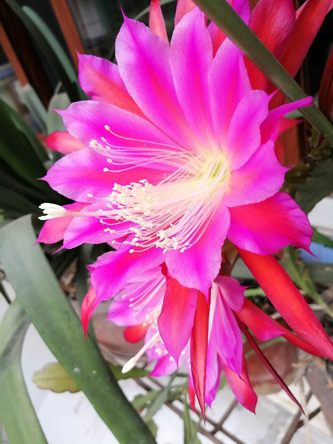 令箭荷花