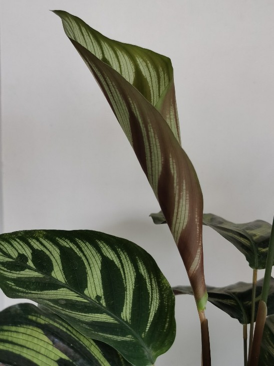孔雀竹芋
