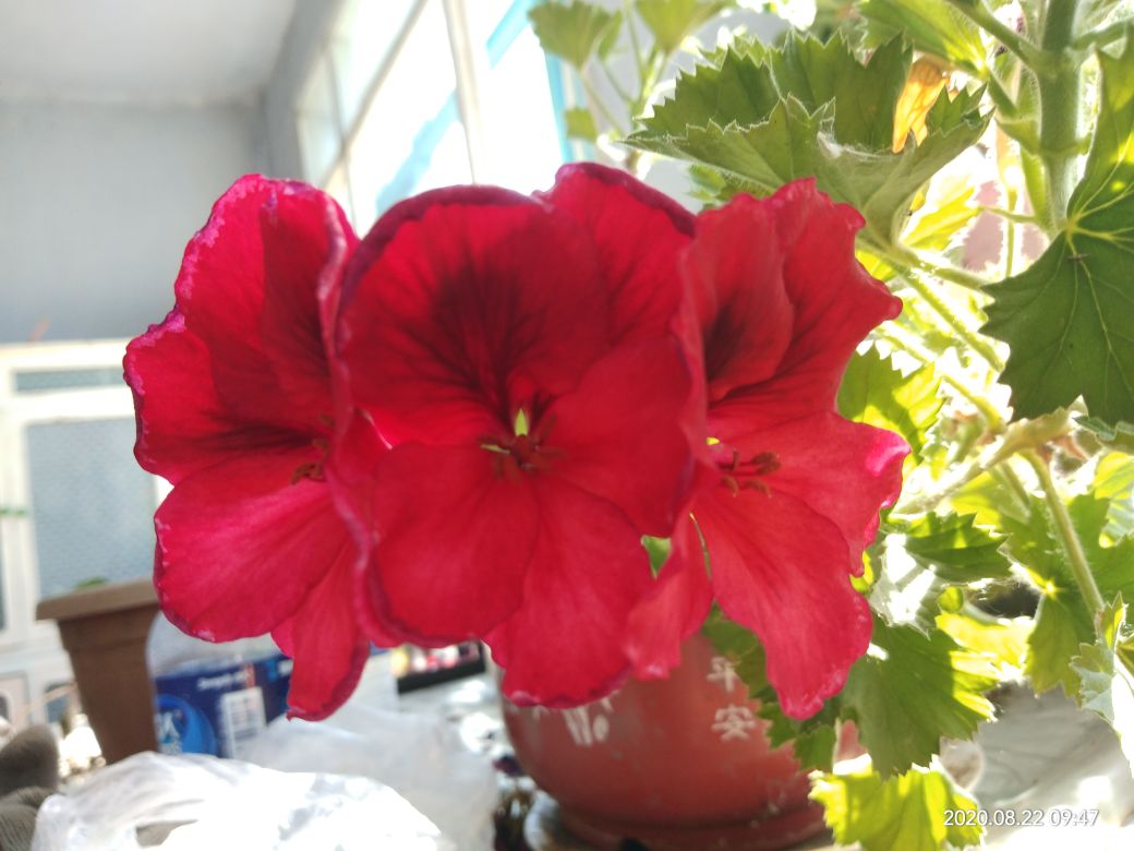 花卉