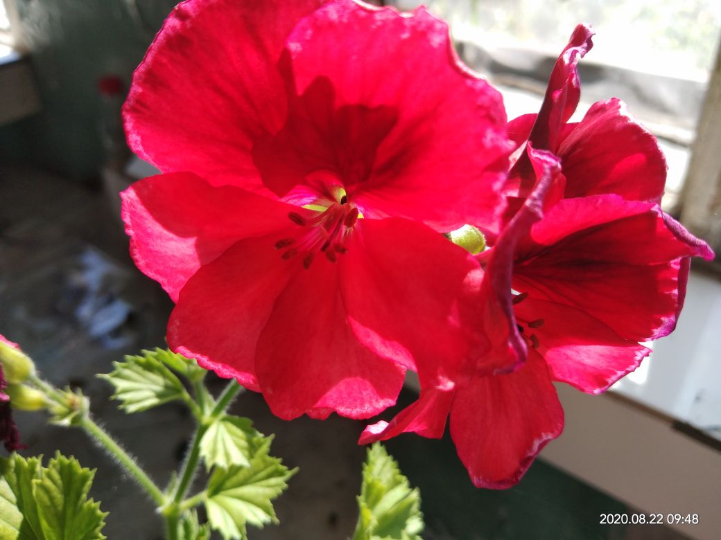 花卉