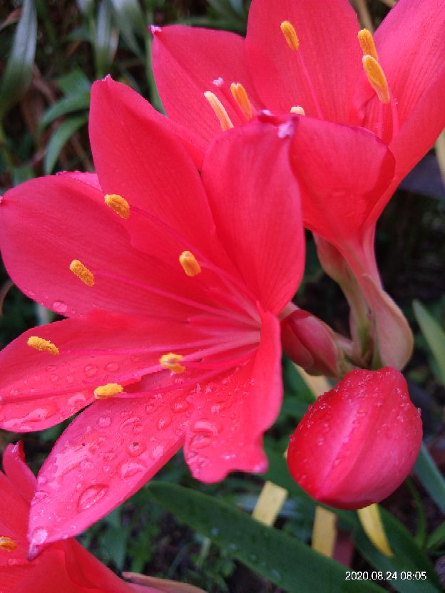 花卉