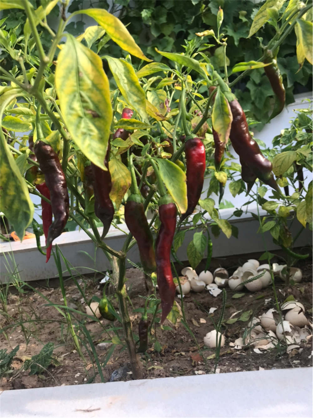辣椒