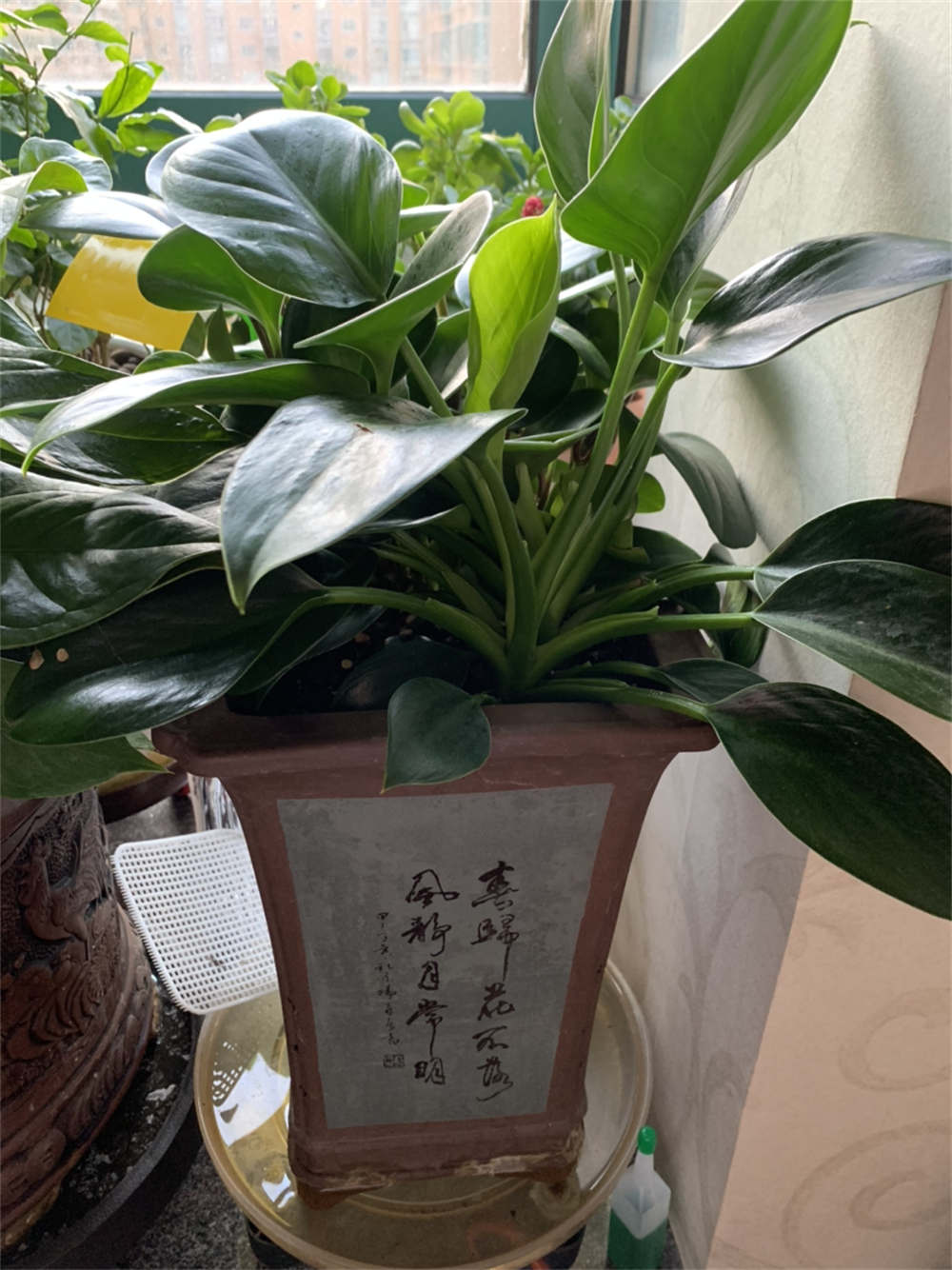 绿公主